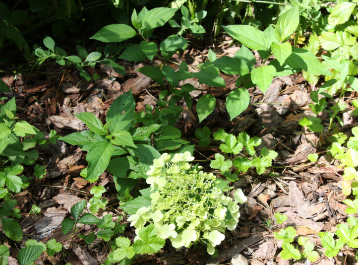 Гортензия метельчатая Bloomulus Cumulus (Hydrangea paniculata Bloomulus Cumulus) 