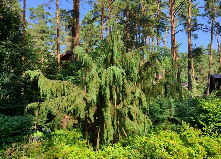 Можжевельник обыкновенный Хорстманн (Juniperus communis Horstmann)