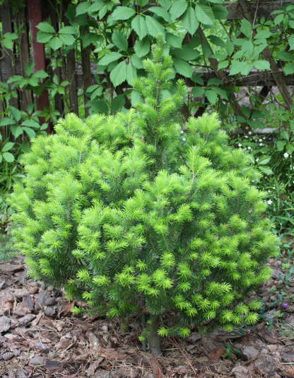 Пихта сибирская Lukasz (Abies sibirica Lukasz)