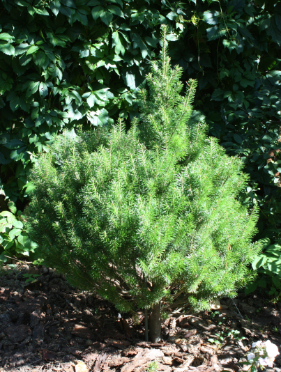 Пихта сибирская Lukasz (Abies sibirica Lukasz)