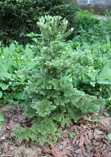 Пихта бальзамическая Bear Swamp (Abies balsamea Bear Swamp)