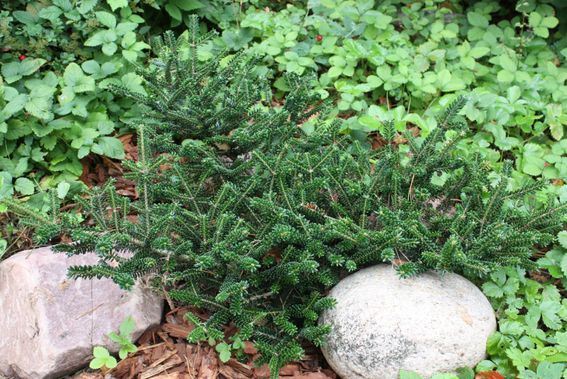 Пихта корейская Oberon (Abies koreana Oberon)