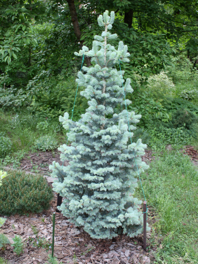 Пихта субальпийская Компакта (Abies lasiocarpa Compacta)