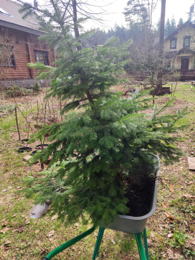 Пихта сибирская Macroconica (Abies sibirica Macroconica)