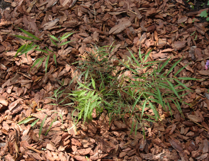 Волжанка двудомная Кнайфи (Aruncus dioicus Kneifii)