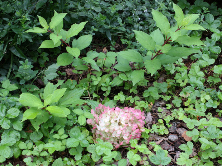 Гортензия метельчатая Bloomulus Cumulus (Hydrangea paniculata Bloomulus Cumulus) 