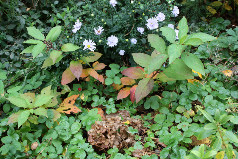 Гортензия метельчатая Bloomulus Cumulus (Hydrangea paniculata Bloomulus Cumulus) 