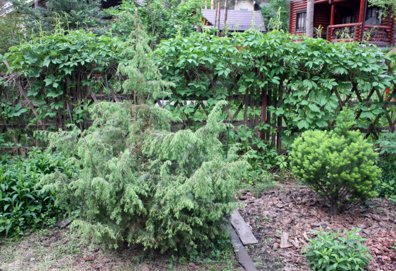 Можжевельник обыкновенный Kalebab (Juniperus communis Kalebab)