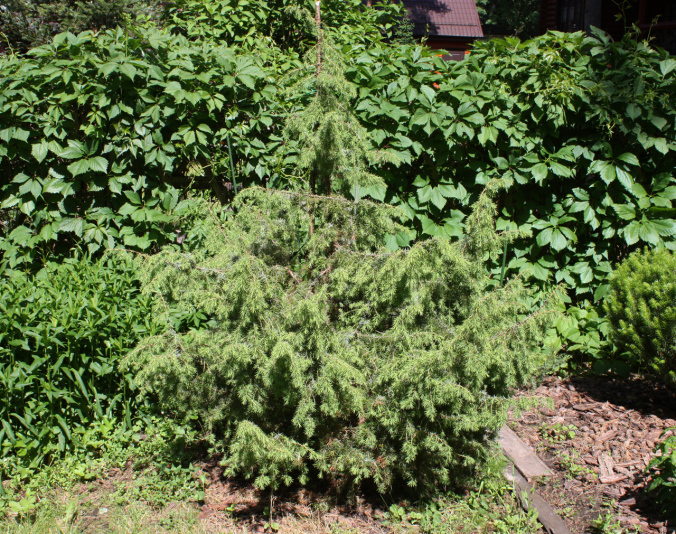 Можжевельник обыкновенный Kalebab (Juniperus communis Kalebab)