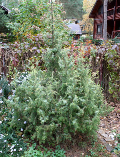 Можжевельник обыкновенный Kalebab (Juniperus communis Kalebab)