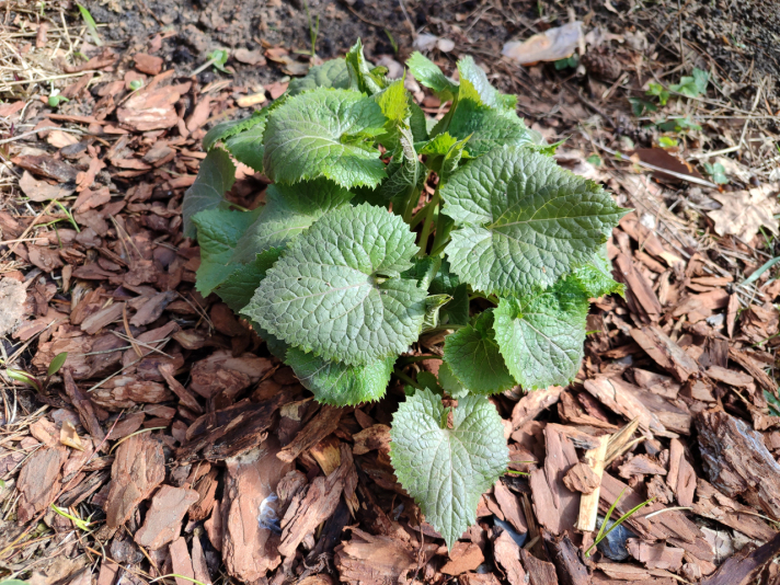 Лунник оживающий (Lunaria rediviva)