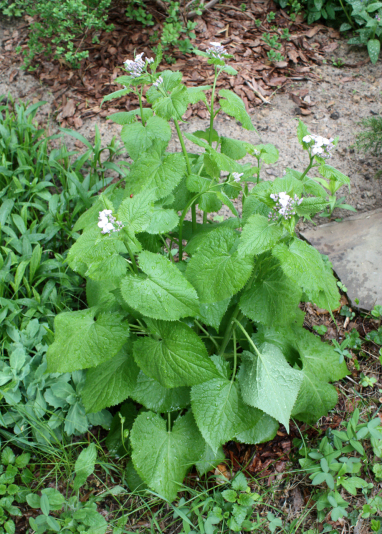 Лунник оживающий (Lunaria rediviva)
