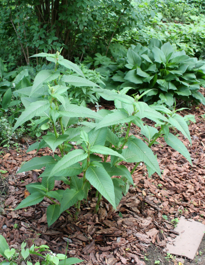 Горец изменчивый (Persicaria polymorpha)