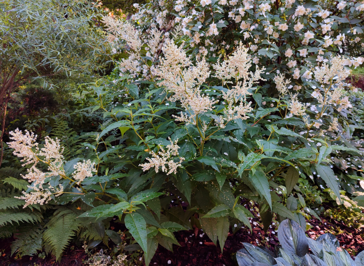 Горец изменчивый (Persicaria polymorpha)