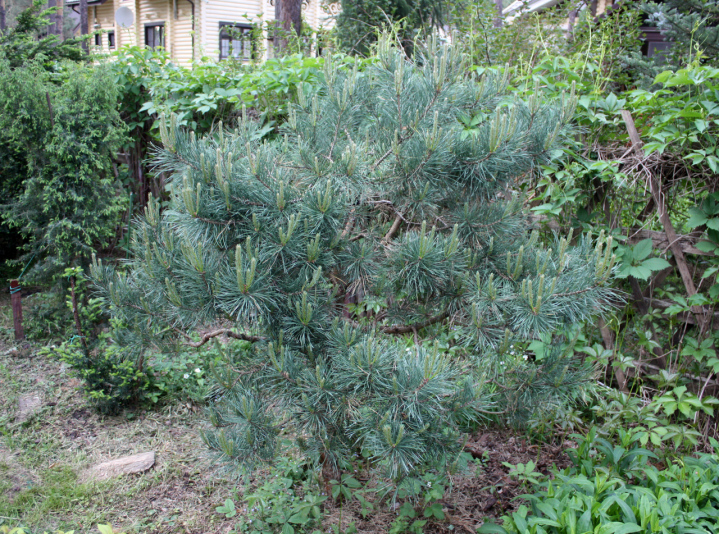 Сосна обыкновенная Watereri (Pinus Sylvestris Watereri)