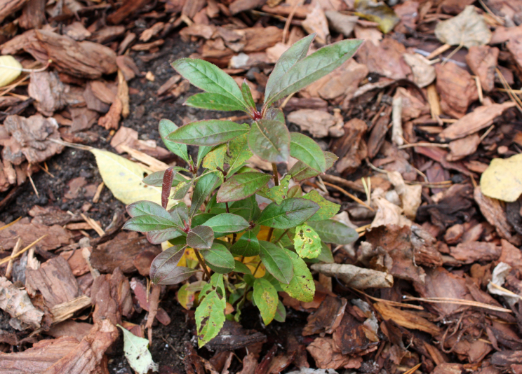 Рододендрон Иллюзия (Rhododendron Illusia)
