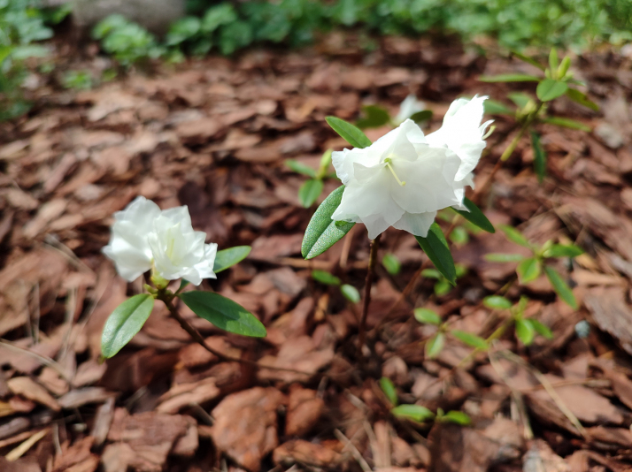 Рододендрон даурский "April Snow" (Эйприл Сноу)