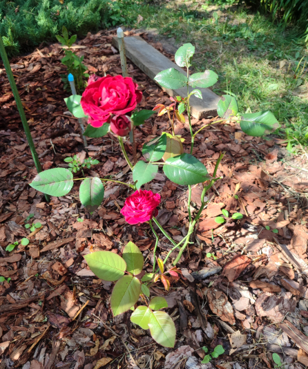 Rose_Lavaglut_26_04