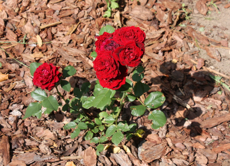 Роза флорибунда Лаваглут (Rose Lavaglut)
