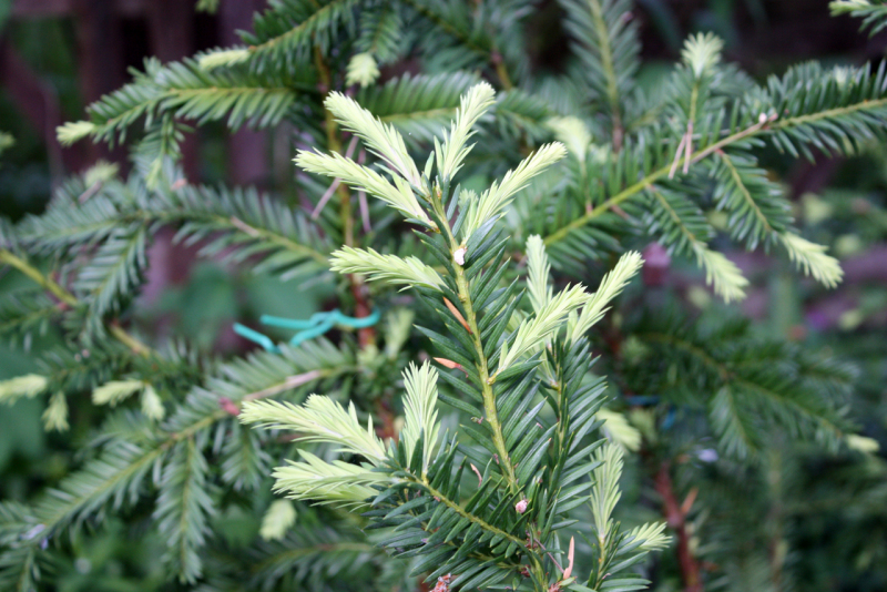 Тис остроконечный Silver Queen (Taxus cuspidata Silver Queen)