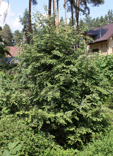 Тсуга канадская Gentsch White (Tsuga canadensis Gentsch White)