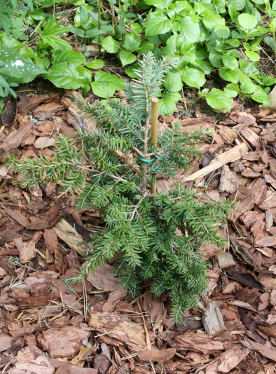 Tsuga canadensis Greenwood Lake