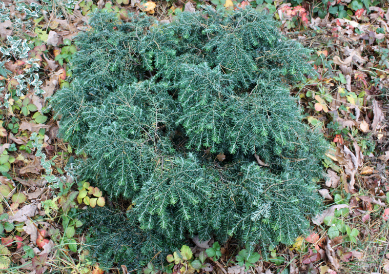 Тсуга канадская Jeddeloh (Tsuga canadesis Jeddeloh)